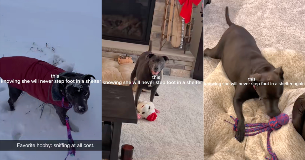 3 years. 4 failed adoptions. A Dog Who Was Returned To A Shelter Four Times Is Now Living A Great Life With Her New Owner dog playing in snow
