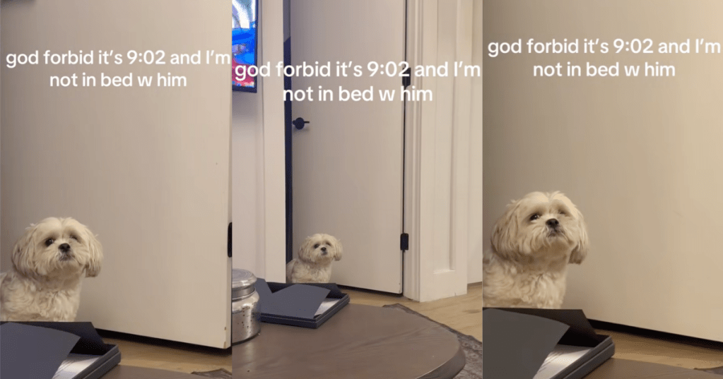 dog waiting for its owner