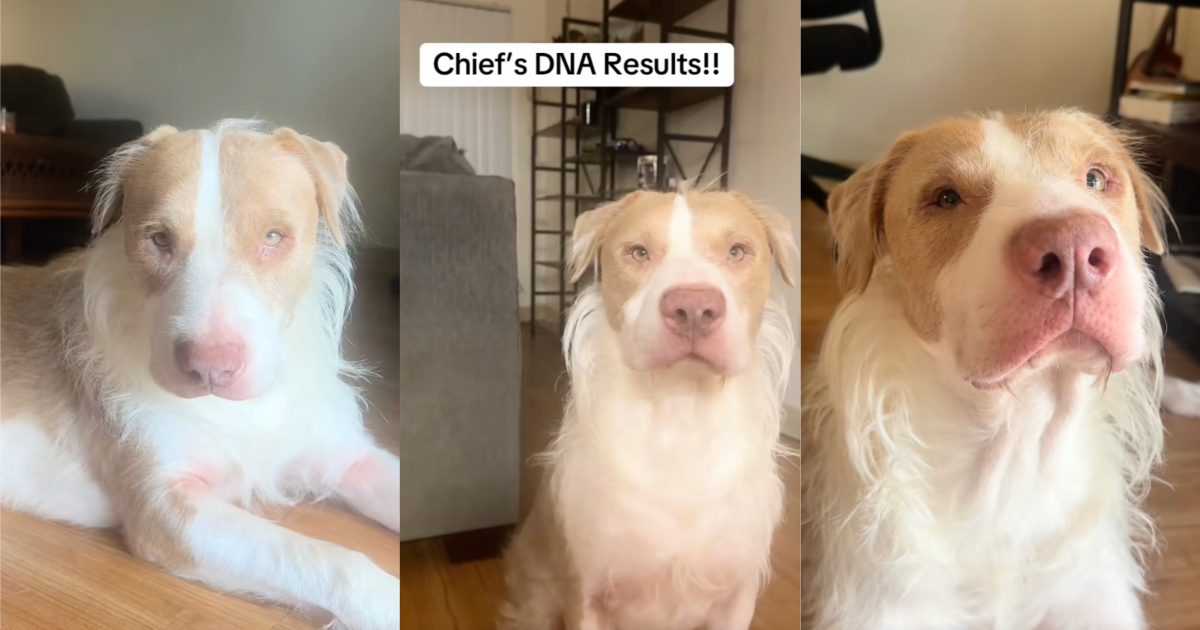 A Dog Owner Was Surprised When She Got Her Poochs DNA Results Back dog getting dna results