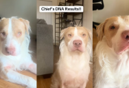 A Dog Owner Was Surprised When She Got Her Pooch’s DNA Results Back