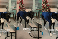 A Dog Refuses To Drink From A Water Bowl, So His Owner Came Up With A Clever Solution