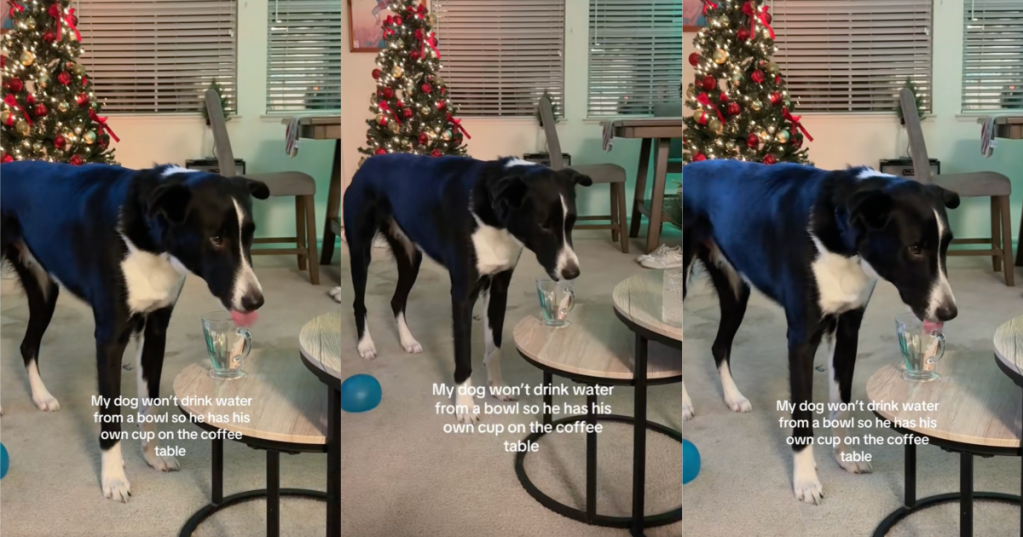 dog drinking out of a cup
