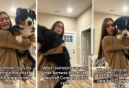 A Bernese Mountain Dog And A Corgi Don’t Normally Have Puppies, But When Love Finds Away, The Babies Are Adorable