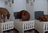 A Dog Loves To Sleep In The Toddler Bed His Owner Bought For Him