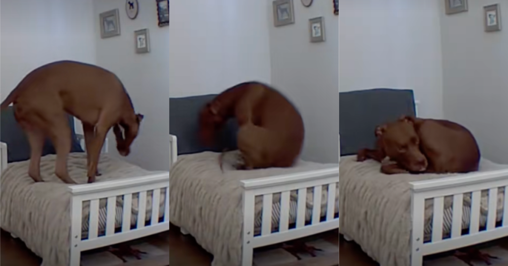 dog laying in a bed
