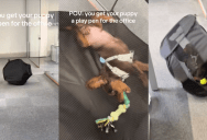 A Puppy Roamed All Over An Office In His Playpen When His Owner Took Him To Work