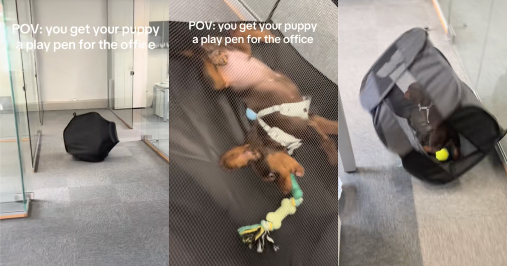 dog in an office
