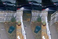 A Senior Dog Got Pushed Out Of His Front Yard When Strong Winds Closed A Door Behind Him