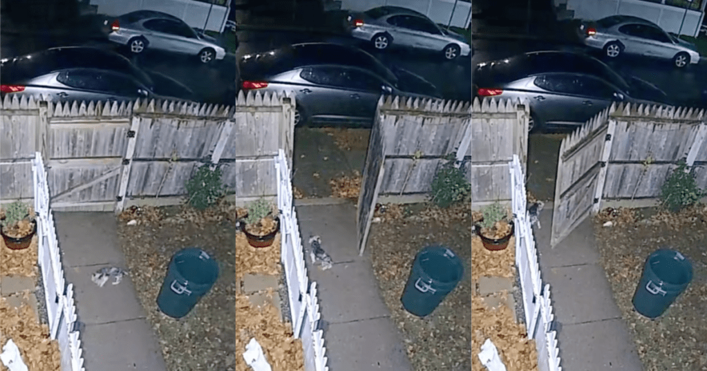 dog in a yard