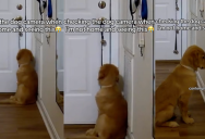 A Camera Captured A Dog’s Sad Reaction After His Owners Left Their House