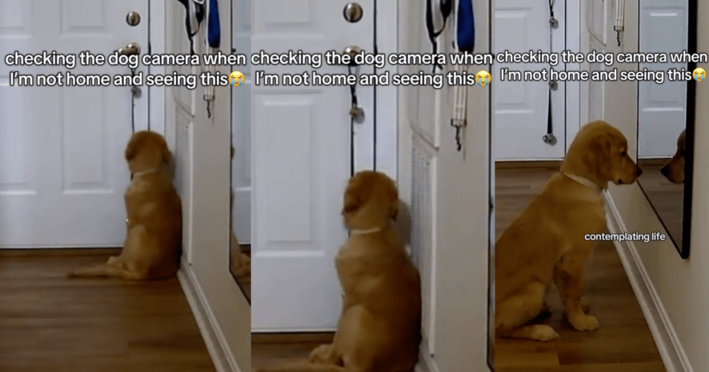 dog looking in a mirror