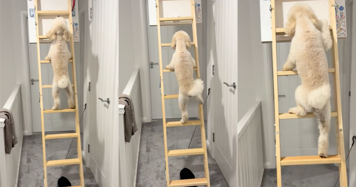 dog climbing a ladder