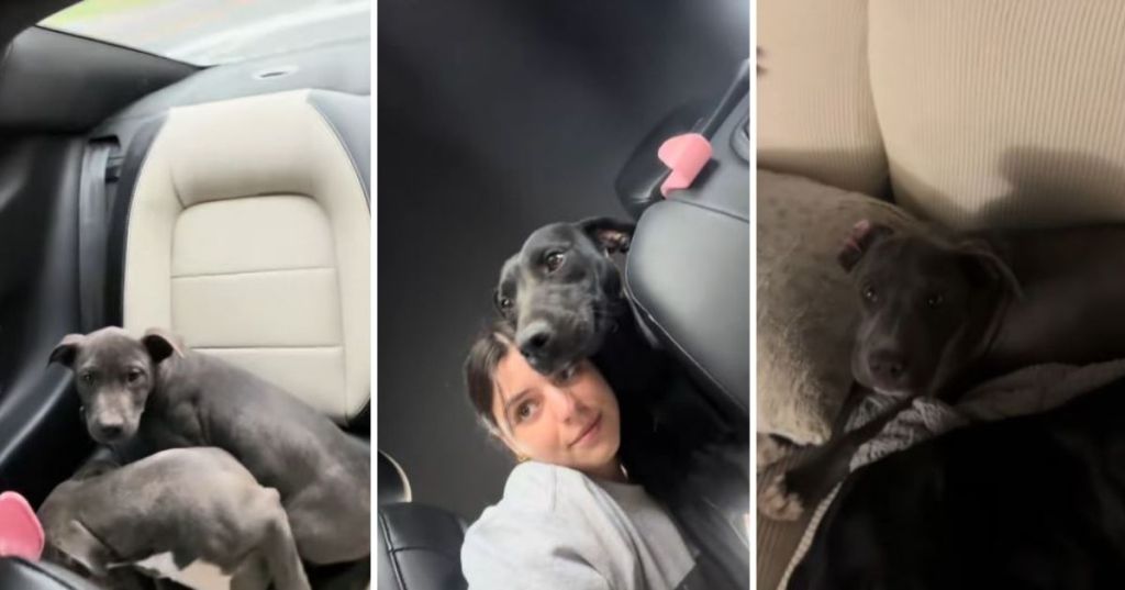 Rescued dogs