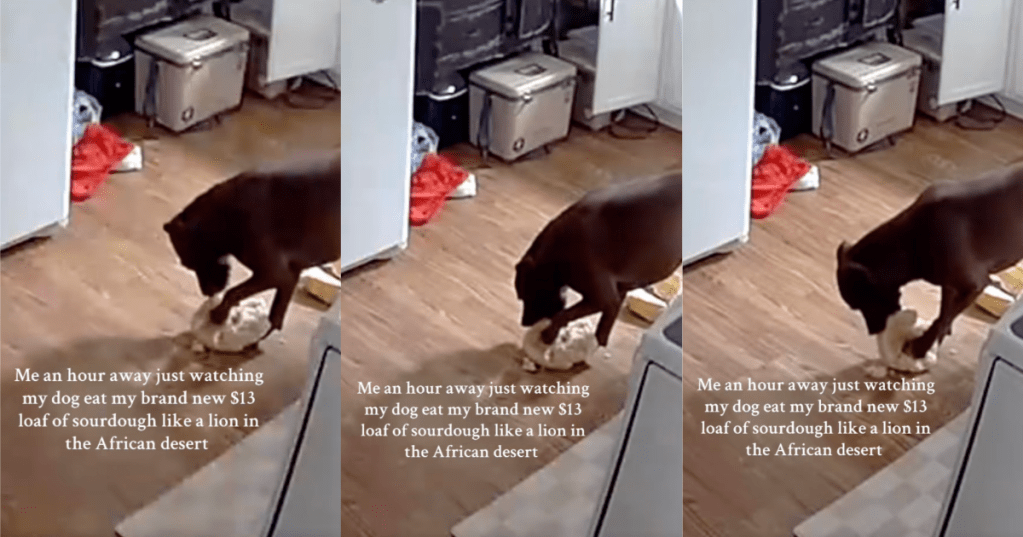 dog eating a loaf of bread