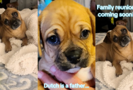 An Owner Got A Big Surprise When She Gave Her Dog A DNA Test