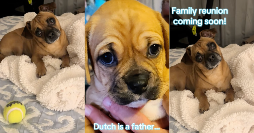 dog looking at his owner