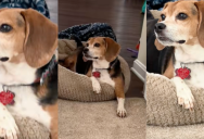A Beagle Had A Hilarious Reaction When He Wasn’t Allowed In His Owner’s Bedroom