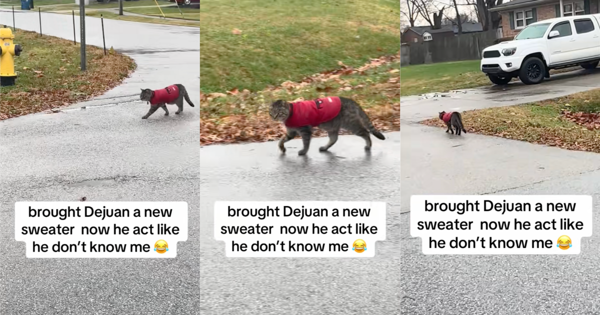 cat wearing a sweater