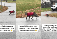 A Cat That Got A Fancy New Sweater Walked By His Owner When He Saw Her On The Street