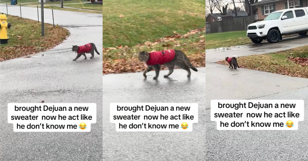 cat wearing a sweater