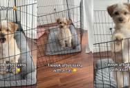 ‘Catdog?’ – A Puppy Started To Meow After Living With A Cat For A Week