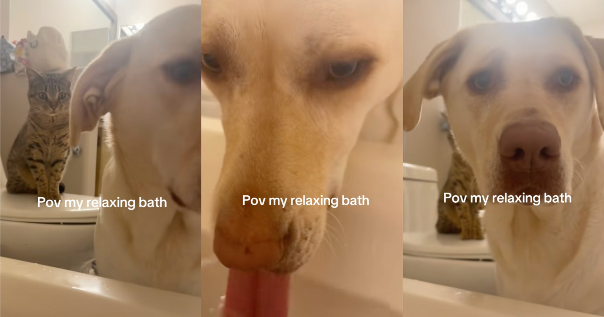 A Pet Owner Showed How Her Dog And Cat Interrupted Her Bath dog drinking from a bathtub
