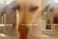 A Pet Owner Showed How Her Dog And Cat Interrupted Her Bath
