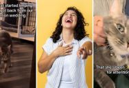 ‘Two vet visits and hundreds of dollars.’ – What This Cat Did When Its Owners Went On Vacation Will Make You Chuckle