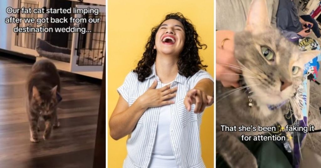 Funny limping cat