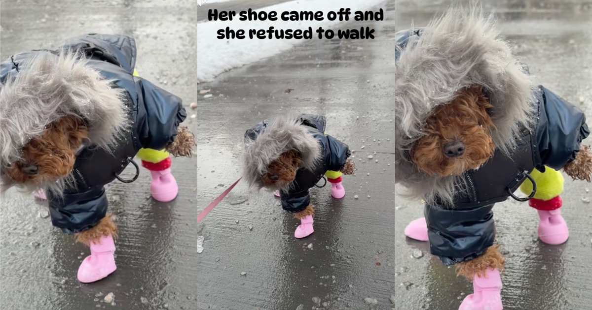 dog missing a shoe