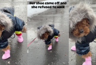 A Dog’s Snow Boot Came Off And Refused To Take Another Step