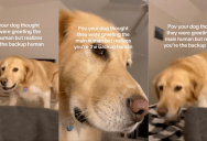 A Dog Wasn’t Happy When He Realized Her Favorite Human Wasn’t There