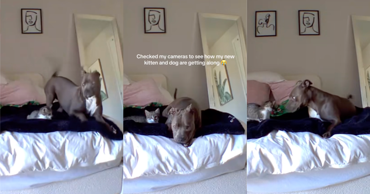 dog and cat on a bed