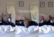 An Owner Showed Viewers How Her Dog And Her New Kitten Are Getting Along