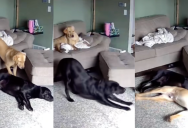 A Pet Cam Captured A Heartwarming Moment Between Two Dogs When Their Owner Wasn’t Home
