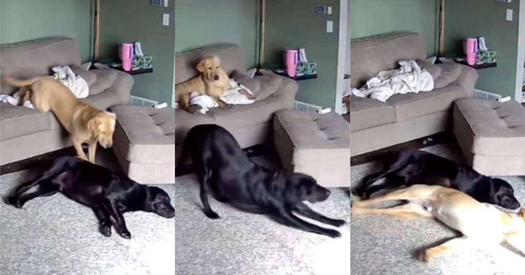 dogs laying down together