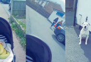 A Woman Had To Return To A Store After She Forgot That She’d Left Her Dog There