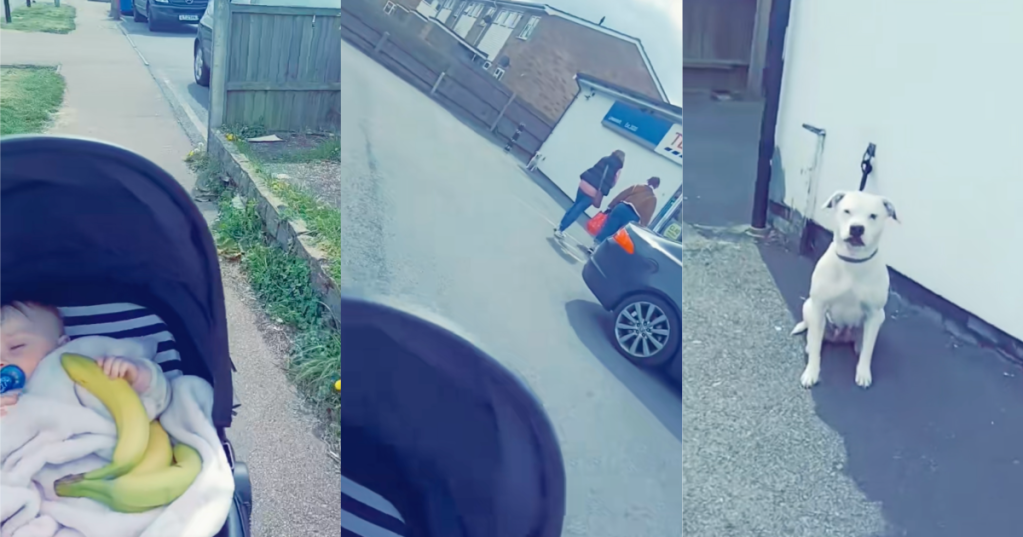 dog in a parking lot