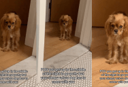 A Sleepy Dog Followed Her Owner To The Bathroom In The Middle Of The Night