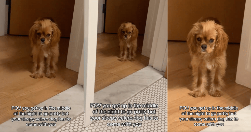 dog by a bathroom door