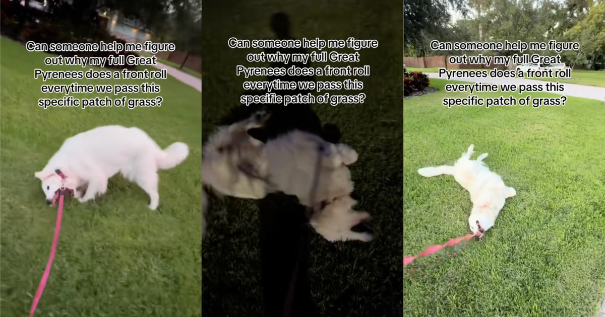 dog rolling in grass