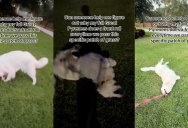 A Dog Likes To Roll In The Same Patch Of Grass Every Time He Walks By It