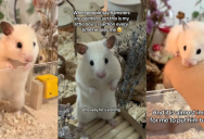‘This is my little boy’s reaction every time he sees me.’ – A Hamster Got Really Excited His Owner Came Home