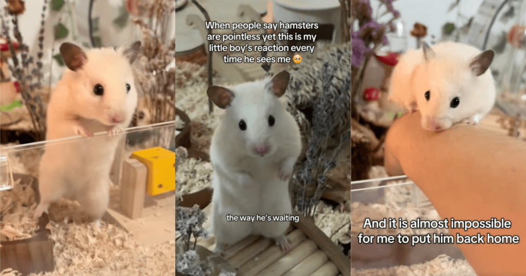 person holding a hamster
