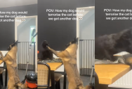 ‘They do love each other really.’ – A Dog Kept Bothering A Cat Until It Decided To Fight Back