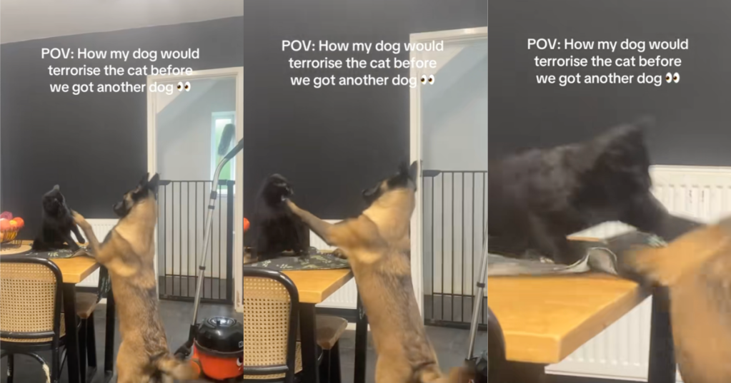 dog and cat fighting