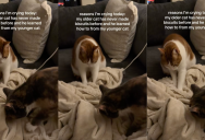 ‘Why is this so cute to me?’ – A Cat Showed Its Older Sibling How To Make Biscuits On A Blanket