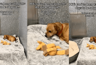 A Lonely Shelter Dog Has Seen All His Siblings Get Adopted While He Remains Behind