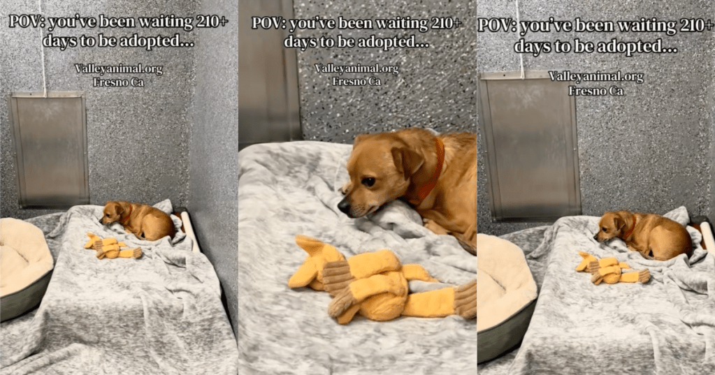 dog in a shelter