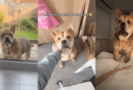 A Rescue Dog Who Used To Be Afraid To Go Into His House Is Now Living The Good Life With His Owner